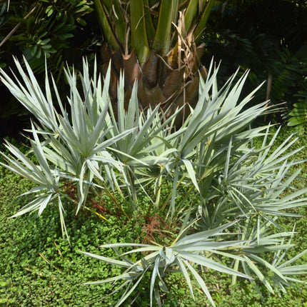 Nasiona Srebrnej Palmy Palmetto - Serenoa Repens Silver