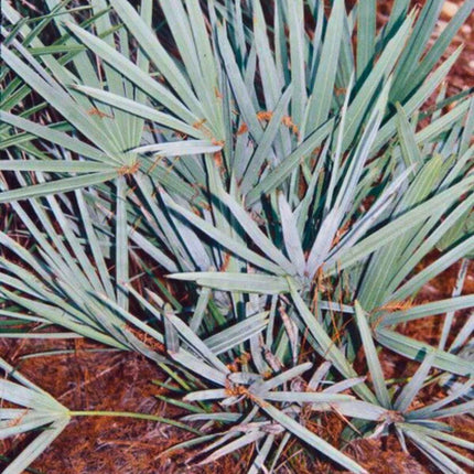 Nasiona Srebrnej Palmy Palmetto - Serenoa Repens Silver
