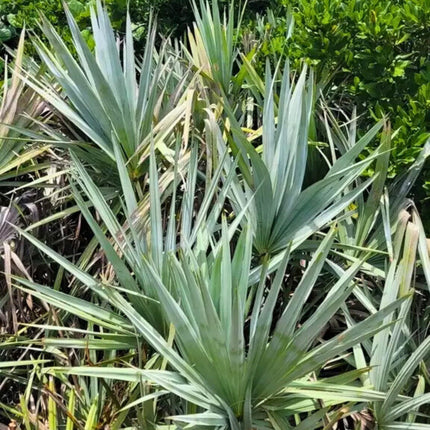 Nasiona Srebrnej Palmy Palmetto - Serenoa Repens Silver