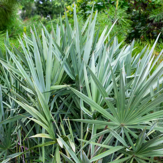 Nasiona Srebrnej Palmy Palmetto - Serenoa Repens Silver