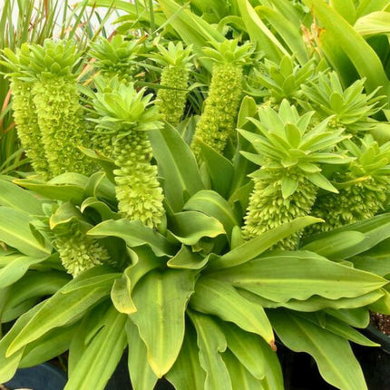 Nasiona Lilii Ananasowej - Eucomis Autumnalis
