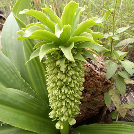 Nasiona Lilii Ananasowej - Eucomis Autumnalis