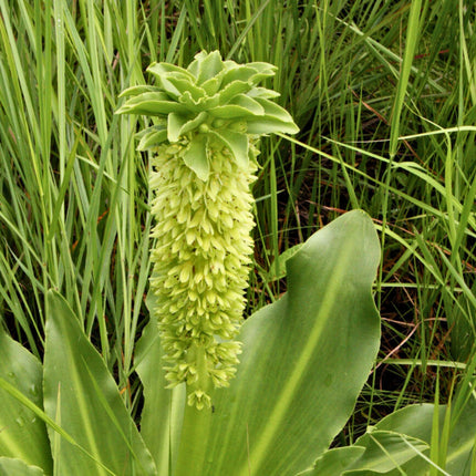 Nasiona Lilii Ananasowej - Eucomis Autumnalis