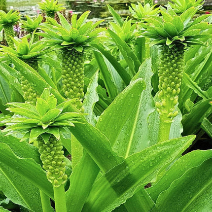 Nasiona Lilii Ananasowej - Eucomis Autumnalis