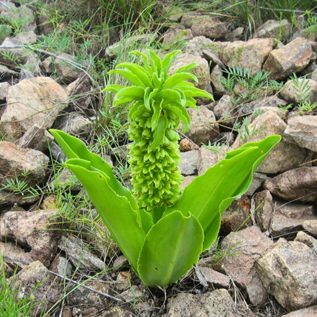 Nasiona Lilii Ananasowej - Eucomis Autumnalis