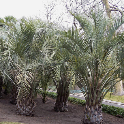 Nasiona Palmy Yatay - Butia Yatay