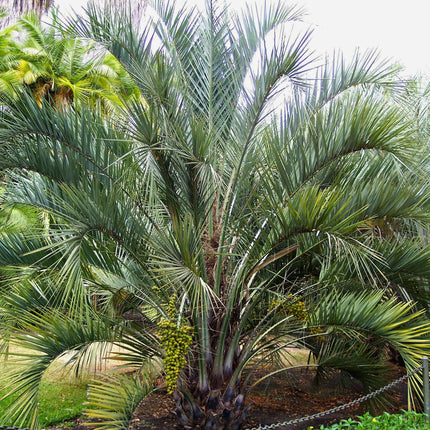 Nasiona Palmy Yatay - Butia Yatay