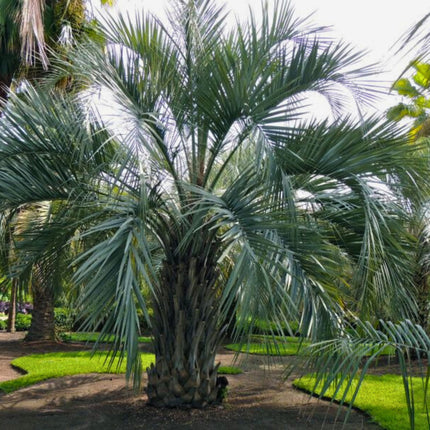 Nasiona Palmy Yatay - Butia Yatay