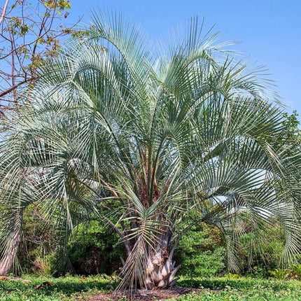 Nasiona Palmy Yatay - Butia Yatay