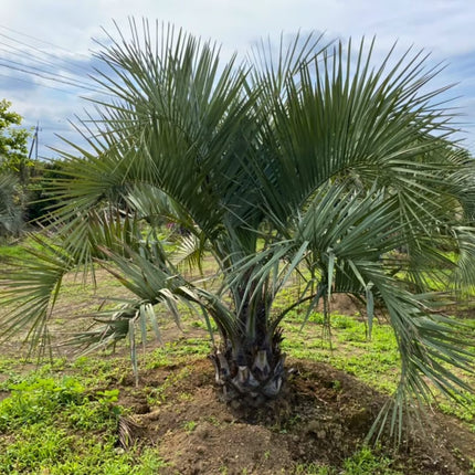 Nasiona Palmy Yatay - Butia Yatay
