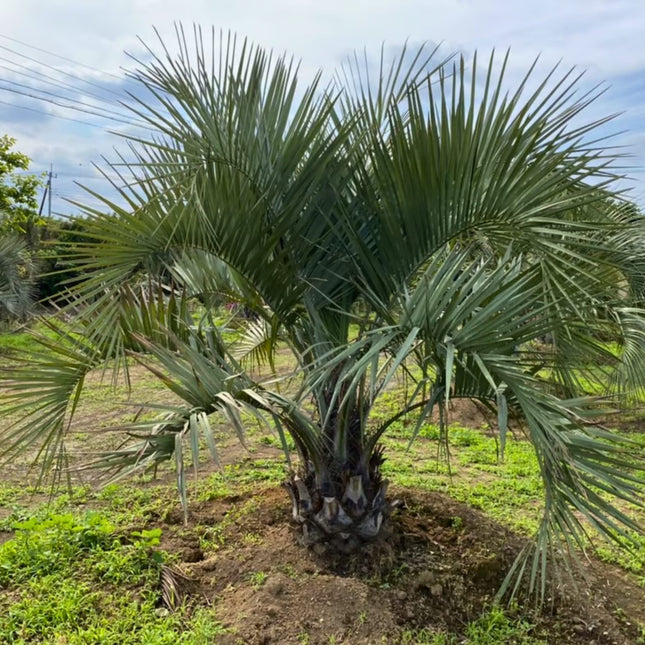 Nasiona Palmy Yatay - Butia Yatay