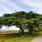 Nasiona Drzewa Deszczowego (Albizia saman)