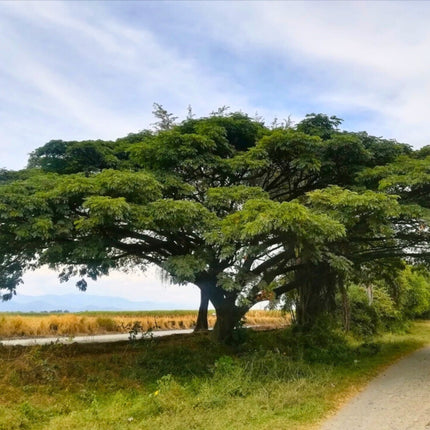 Nasiona Drzewa Deszczowego - Albizia Saman