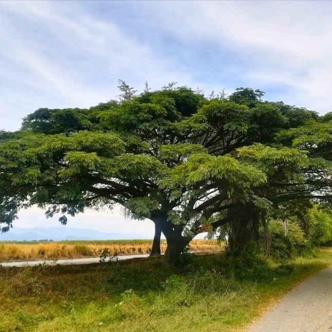 Nasiona Drzewa Deszczowego - Albizia Saman