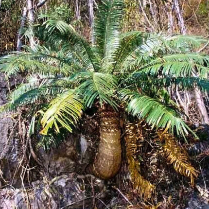 Nasiona Sagowca Loei - Cycas Petraea