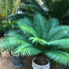 Nasiona Sagowca Loei (Cycas petraea)