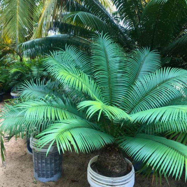 Nasiona Sagowca Loei - Cycas Petraea