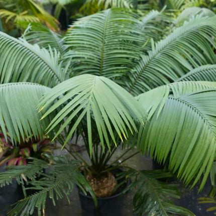 Nasiona Sagowca Loei - Cycas Petraea