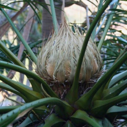 Nasiona Sagowca Loei - Cycas Petraea