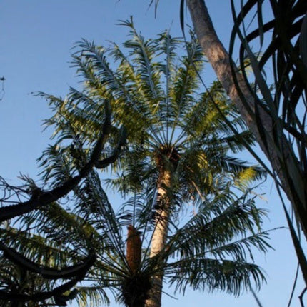 Nasiona Sagowca Loei - Cycas Petraea