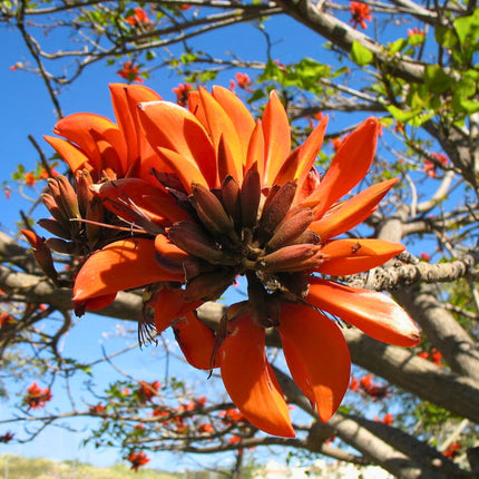 Nasiona Drzewa Koralowego - Erythrina Caffra