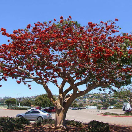 Nasiona Drzewa Koralowego - Erythrina Caffra