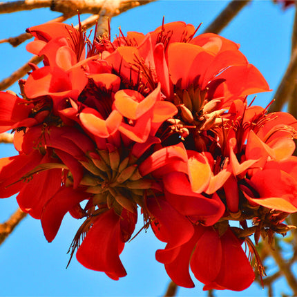 Nasiona Drzewa Koralowego - Erythrina Caffra