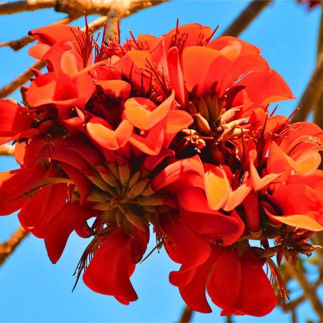 Nasiona Drzewa Koralowego - Erythrina Caffra