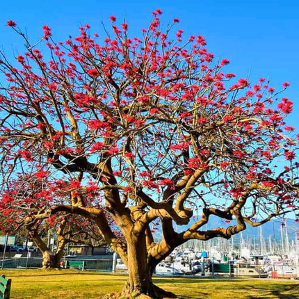 Nasiona Drzewa Koralowego - Erythrina Caffra