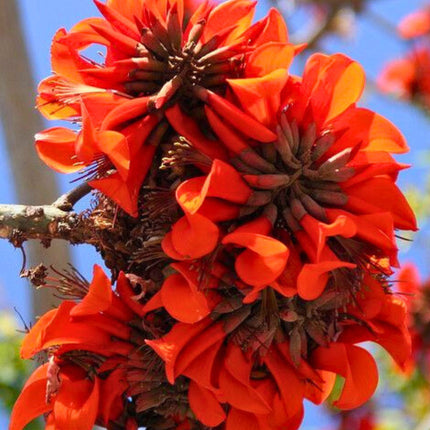 Nasiona Drzewa Koralowego - Erythrina Caffra