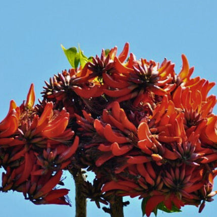 Nasiona Drzewa Koralowego - Erythrina Caffra