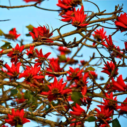 Nasiona Drzewa Koralowego - Erythrina Caffra