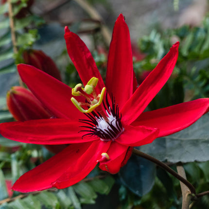 Nasiona Męczennicy Czerwonej - Passiflora Manicata