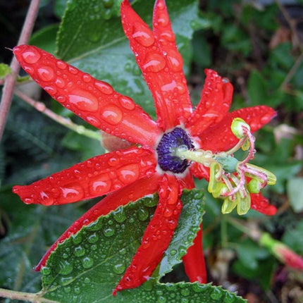 Nasiona Męczennicy Czerwonej - Passiflora Manicata