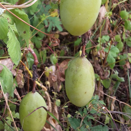 Nasiona Męczennicy Czerwonej - Passiflora Manicata
