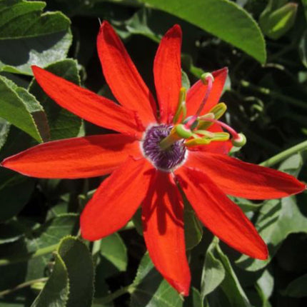 Nasiona Męczennicy Czerwonej - Passiflora Manicata
