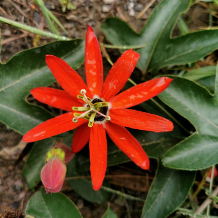 Nasiona Męczennicy Czerwonej - Passiflora Manicata