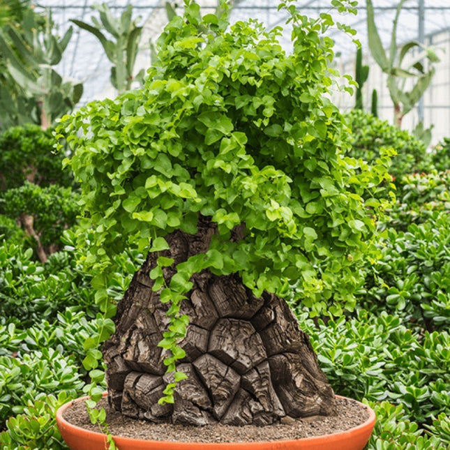 Nasiona Rośliny Żółw - Dioscorea Elephantipes