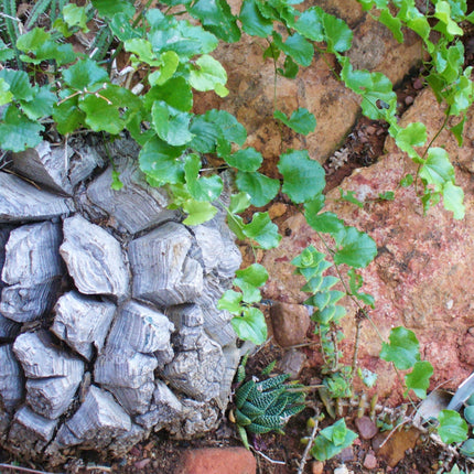 Nasiona Rośliny Żółw - Dioscorea Elephantipes
