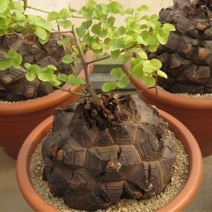 Nasiona Rośliny Żółw - Dioscorea Elephantipes