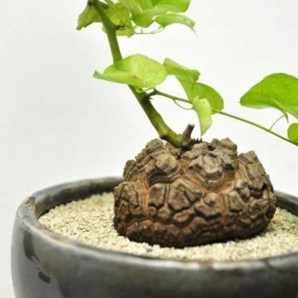Nasiona Rośliny Żółw - Dioscorea Elephantipes