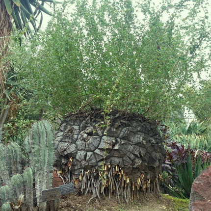 Nasiona Rośliny Żółw - Dioscorea Elephantipes