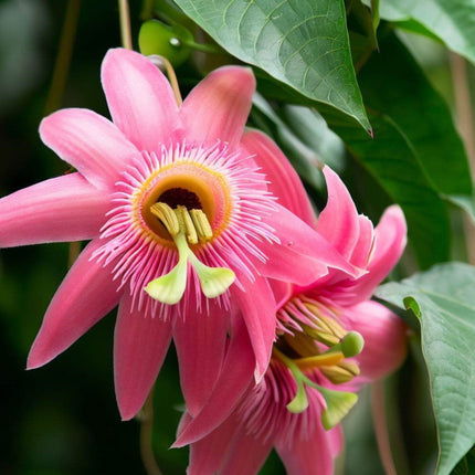 Nasiona Męczennicy Bananowej - Passiflora Mollissima