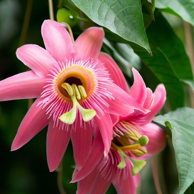 Nasiona Męczennicy Bananowej - Passiflora Mollissima