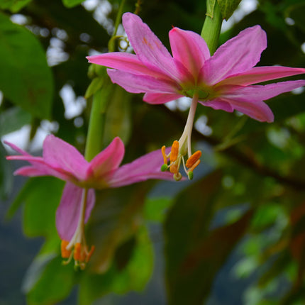 Nasiona Męczennicy Bananowej - Passiflora Mollissima