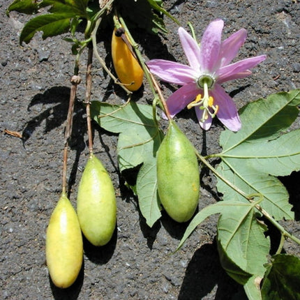 Nasiona Męczennicy Bananowej - Passiflora Mollissima
