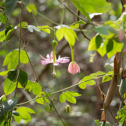 Nasiona Męczennicy Bananowej - Passiflora Mollissima