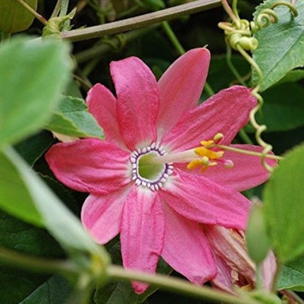 Nasiona Męczennicy Bananowej - Passiflora Mollissima