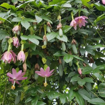 Nasiona Męczennicy Bananowej - Passiflora Mollissima