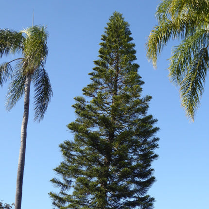 Nasiona Araukarii Kolumnowej - Araucaria Columnaris